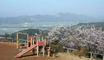 牧野公園の桜