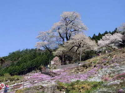 仁淀川町　ひょうたん桜