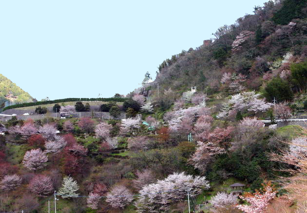大渡りダム　茶霧湖湖畔の桜