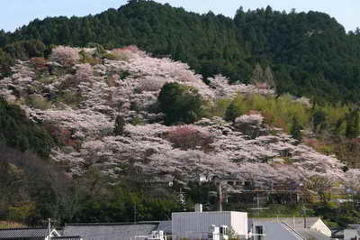 牧野公園の桜