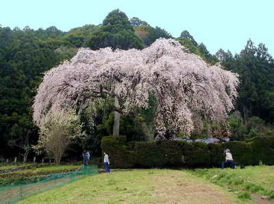 仁淀川町　しだれ桜